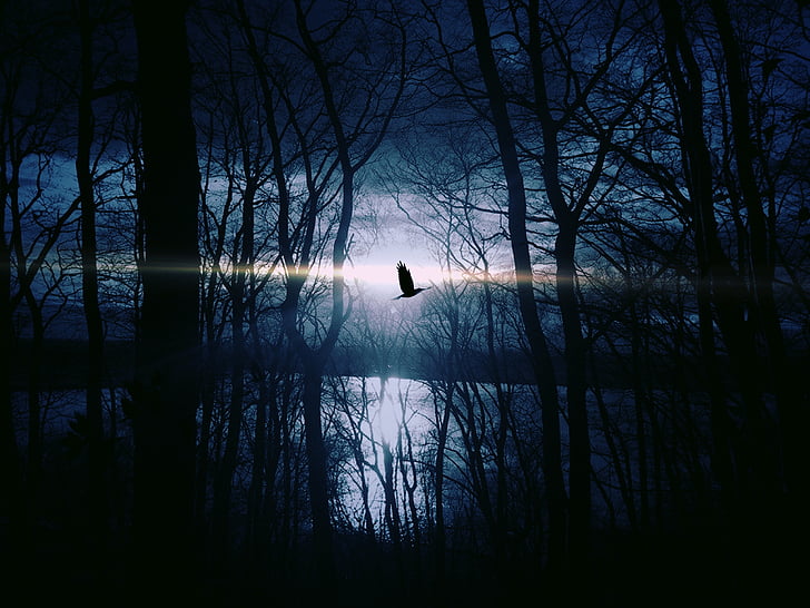 putns, ezers, mēness gaisma, naktī, siluets, debesis, koki