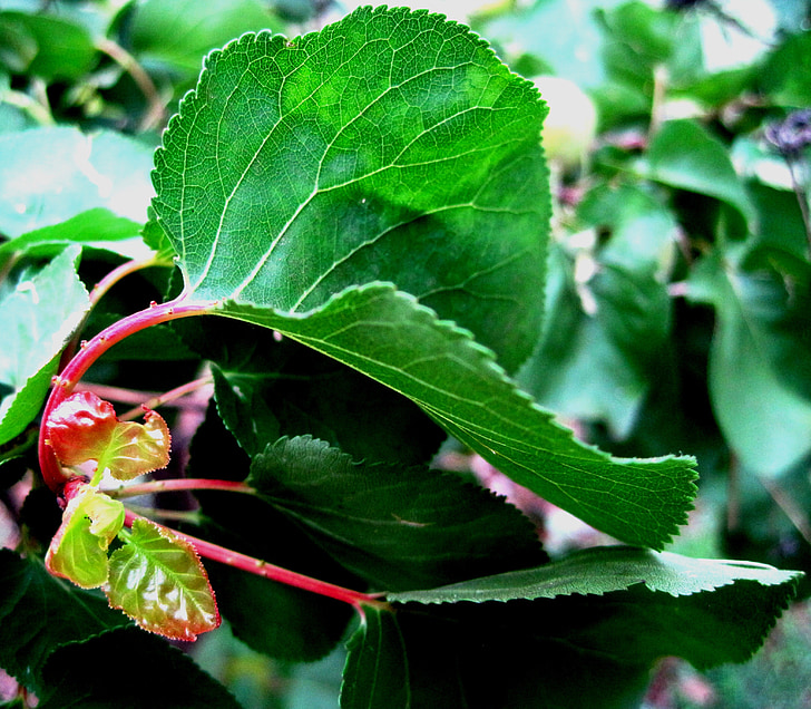 leaf, green, veined, red, stem, curved, growth