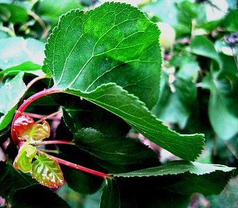 frunze, verde, cu mucegai, Red, stem, curbate, creşterea