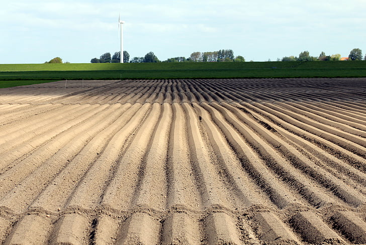 potato cultivation, arable, cultivation, symmetry, series, agriculture, furrow