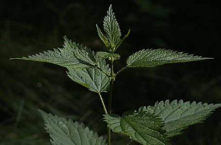 stinging nettle, a medicinal plant, urtica, wild plant, green, weed, nature