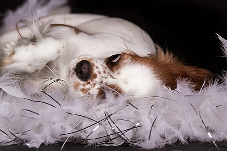 犬, キャバリア キング ・ チャールズ ・ スパニエル, 横になっています。, 羽毛製の襟巻, 面白い, ブラック