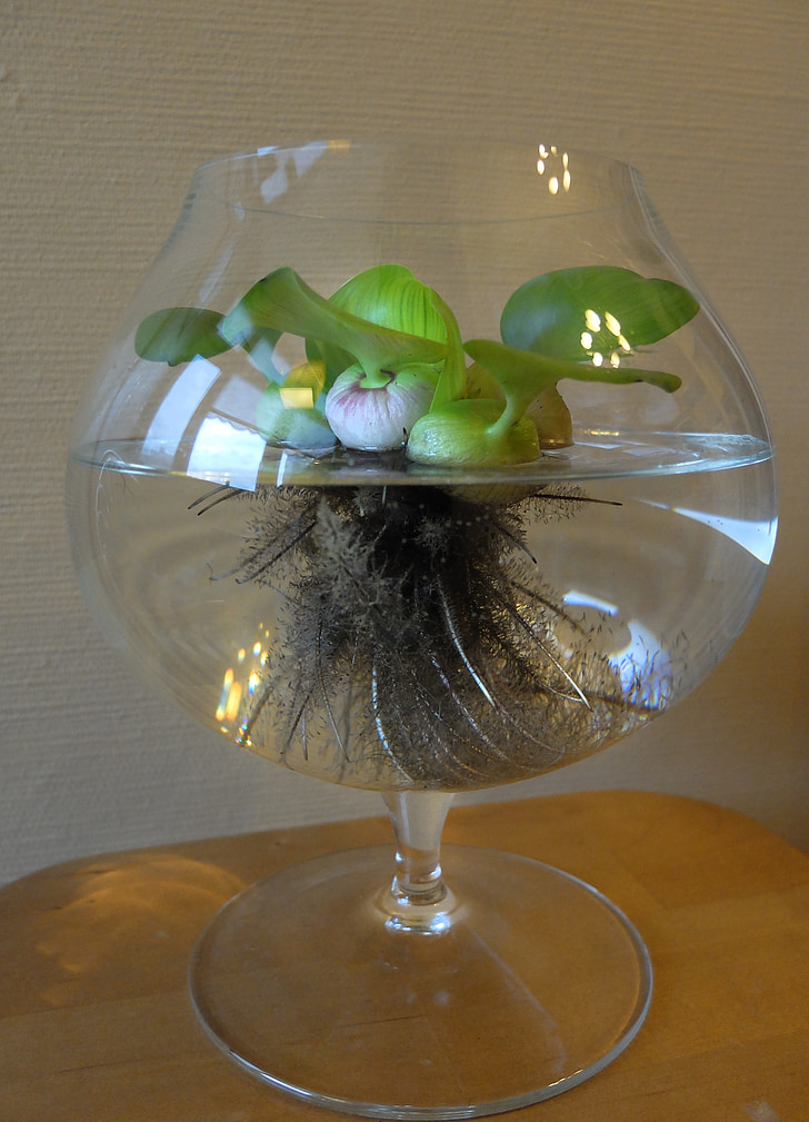 èjhorniâ, hyacinth de água, flor, vaso