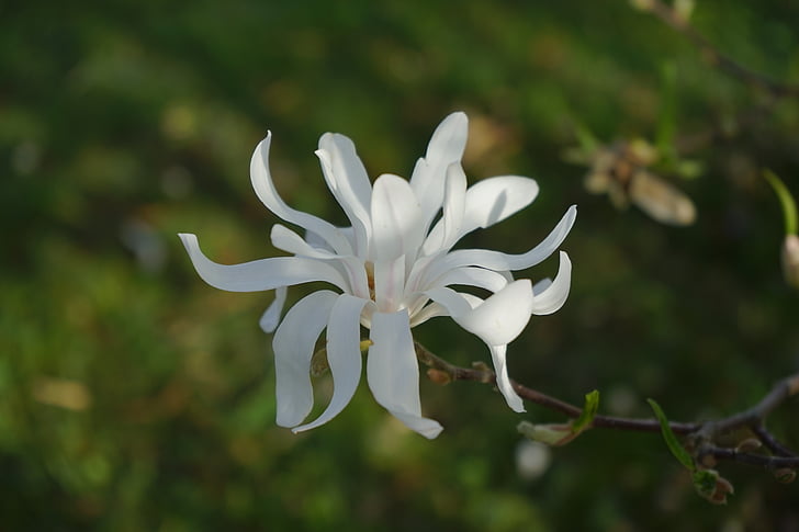 magnolie estrella, Magnolia, flor, floración, Blanco, arbusto ornamental, planta ornamental