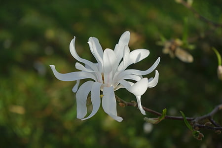 magnolie estrela, Magnólia, flor, flor, Branco, arbusto ornamental, planta ornamental