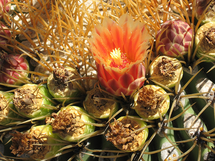 cactus, flor, flors, natura, desert de, botànica, espina