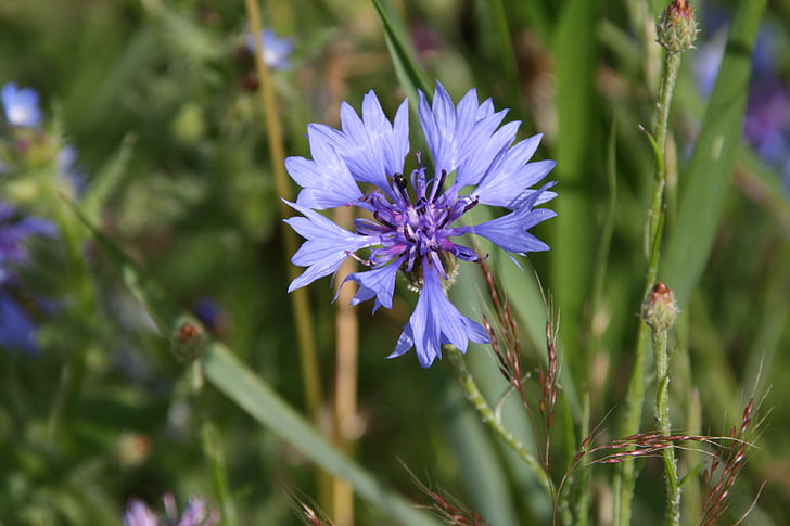cornflower, bee, blossom, bloom, nectar, close, blue
