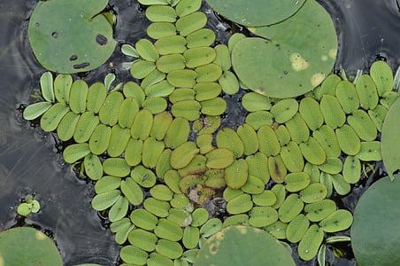 Salvinia natans, pianta, protetto, polo di acqua