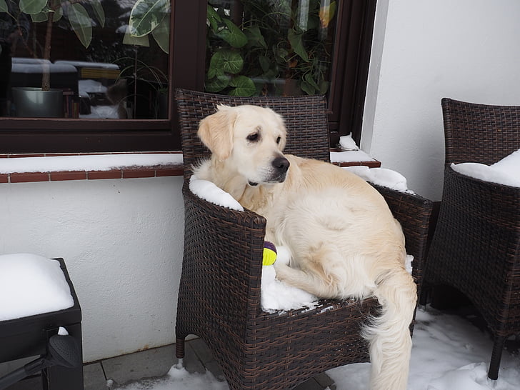 golden retriever, dog, snow, ginger of golden heathland