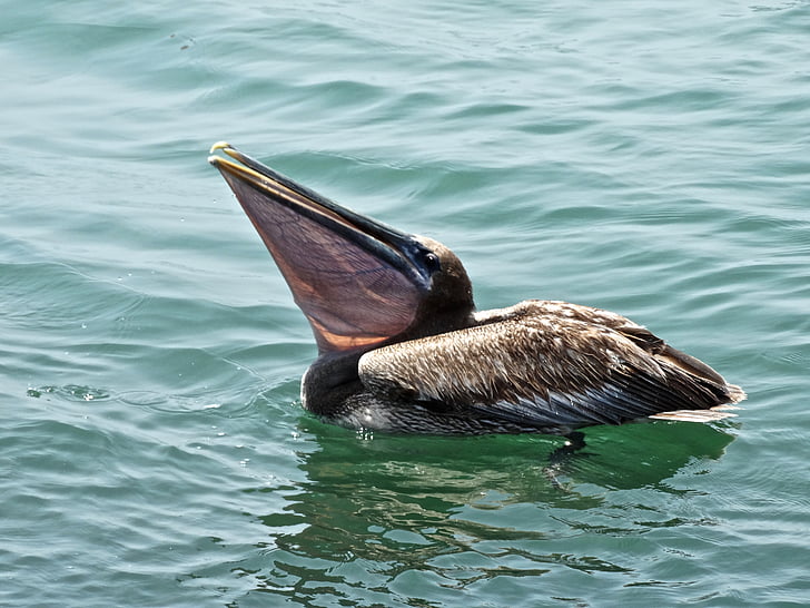 brūns, pelikāns, okeāns, daba, ceļojumi, savvaļas dzīvnieki, Florida