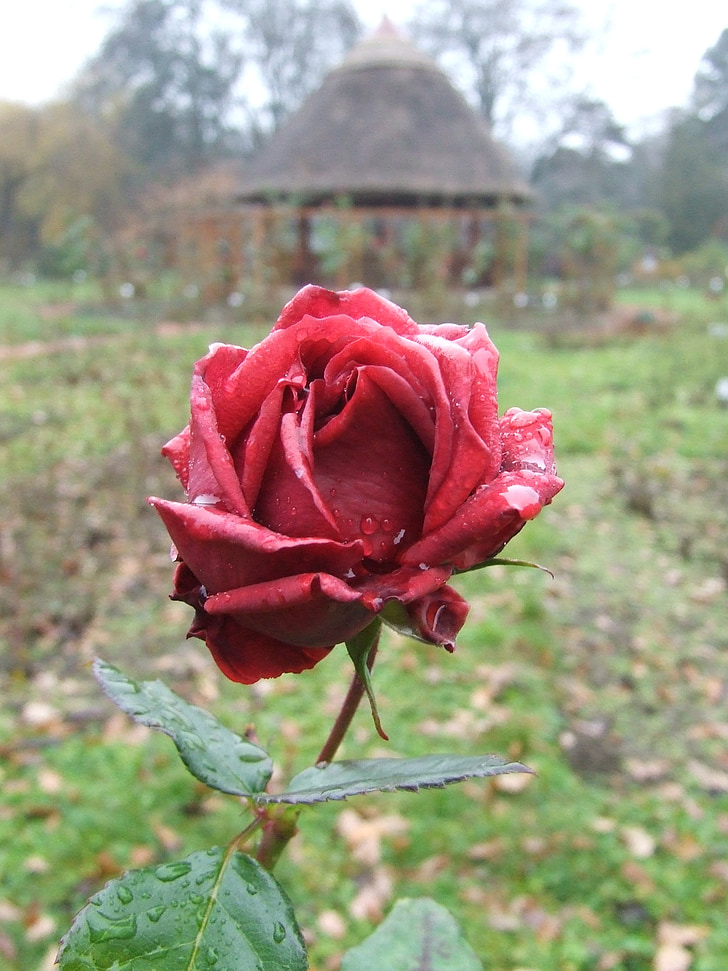 τριαντάφυλλο, Δενδρολογικός κήπος, βοτανική Σέγκεντ, Ουγγαρία Szeged