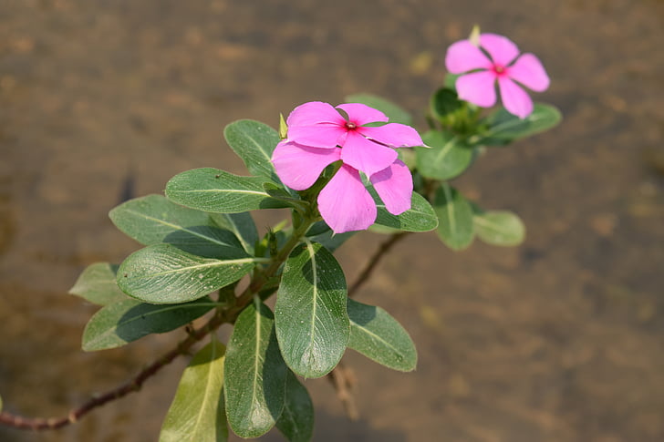 flowers, pink, no ature, plant