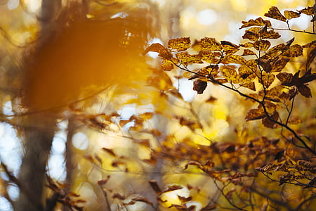 jeseni, listi, narave, listov, drevo, rumena, gozd