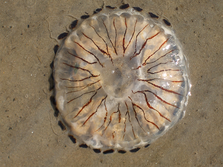 Medūza, smėlio, jūra