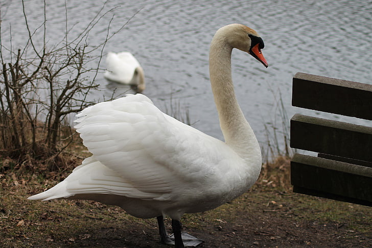 swans, couple, swimming birds, national bird, danish, water, spring