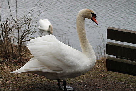 swans, couple, swimming birds, national bird, danish, water, spring