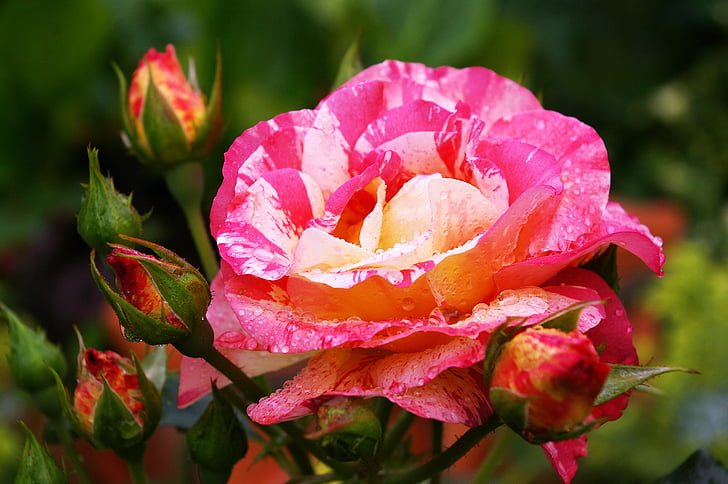 Rosa de pintor, Rosa bicolor, flor, flor, vermelho amarelo, levantou-se, filigrana
