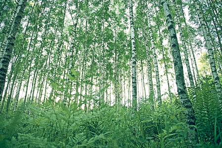 lehestik, metsa, maastik, metsamaastikule, metsapuude, müstiline, loodus