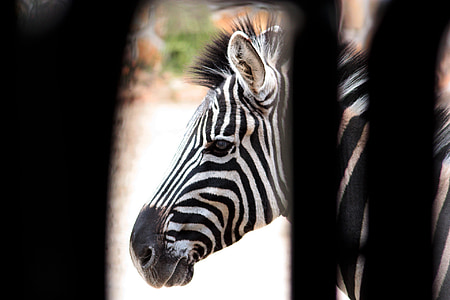 Zebra, tiras, Branco, Nero, preto e branco, animal, animais