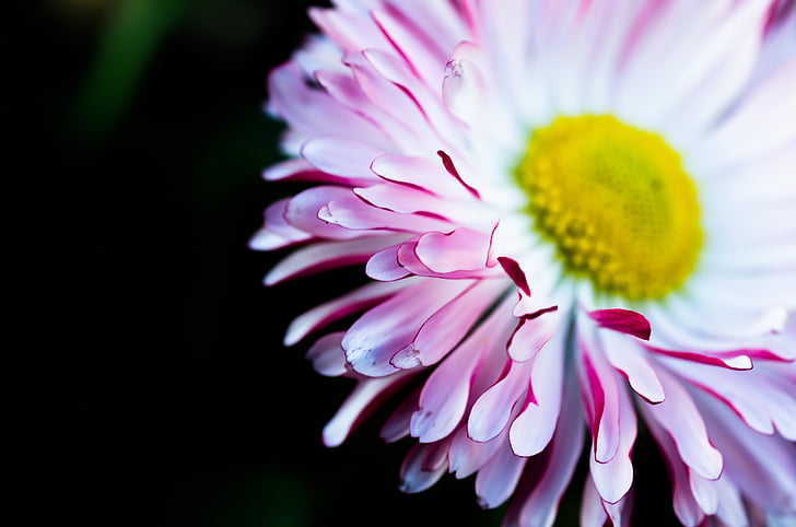 Bloom, květ, Flora, květ, makro, růžová