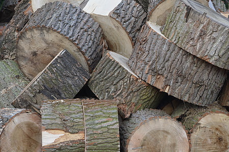дървен материал, дърво, дърво пръстени