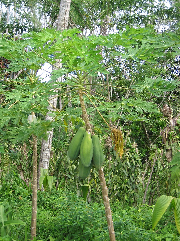 papaya, árbol, planta, tropical, fruta, exóticos