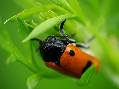 ladybug, grass, worm, nature, insect
