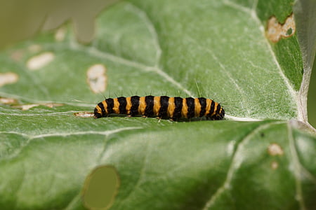 Caterpillar, liblikas, putukate, looma, loodus, Sulgege