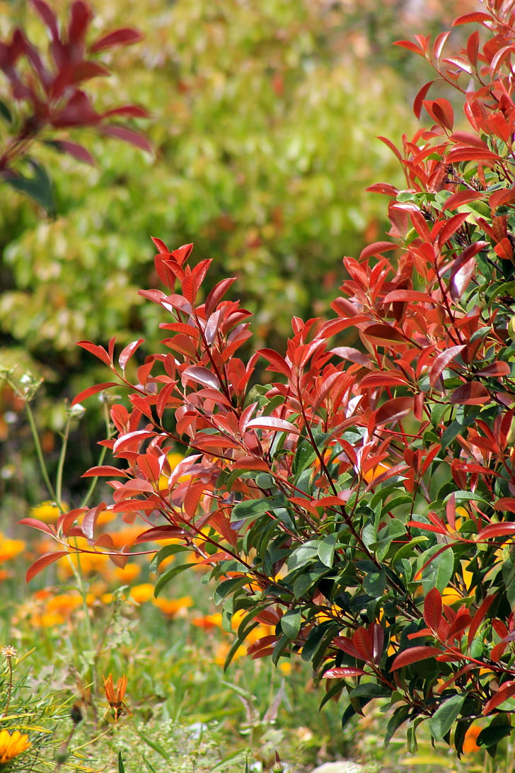 plants, leaves, garden, nature, growth, red leaves, green leaves