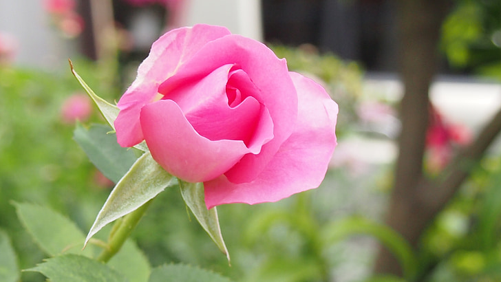 Троянда, рожевий, на початку літа