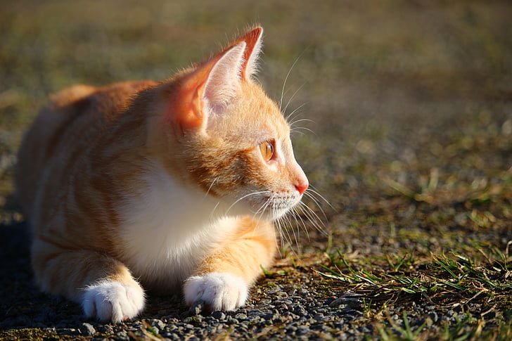 kočka, kotě, červená tygrovaná, Zámecká zahrada, Mladá kočka, kočičí miminko, makrela