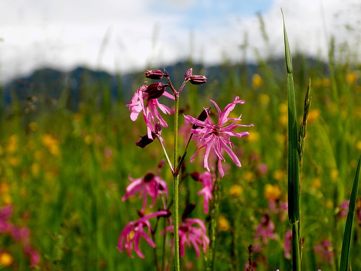 Wild flower, Columbine, Thiên nhiên, Blossom, nở hoa, Meadow, Alpine