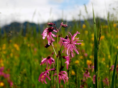 Wild flower, Columbine, natuur, Blossom, Bloom, weide, Alpine