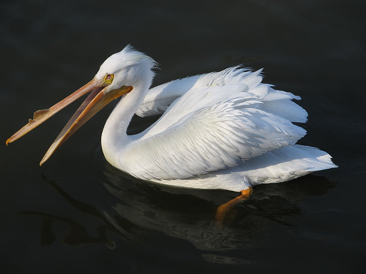 Pelican, lintu, Wildlife, Luonto, vesi, uinti, muotokuva