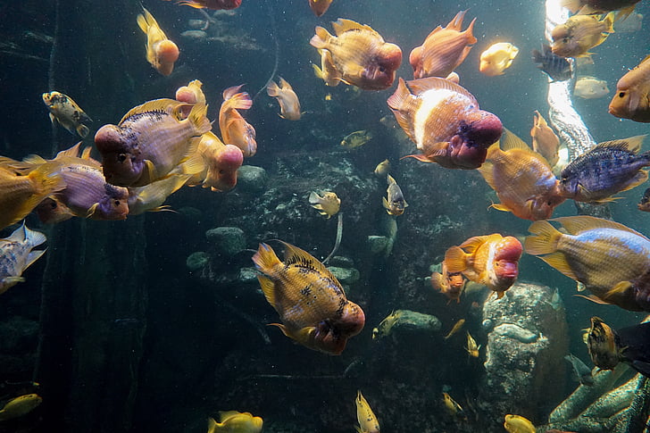 риба, аквариум, вода, плуване, морски аквариум, подводен свят, цветни