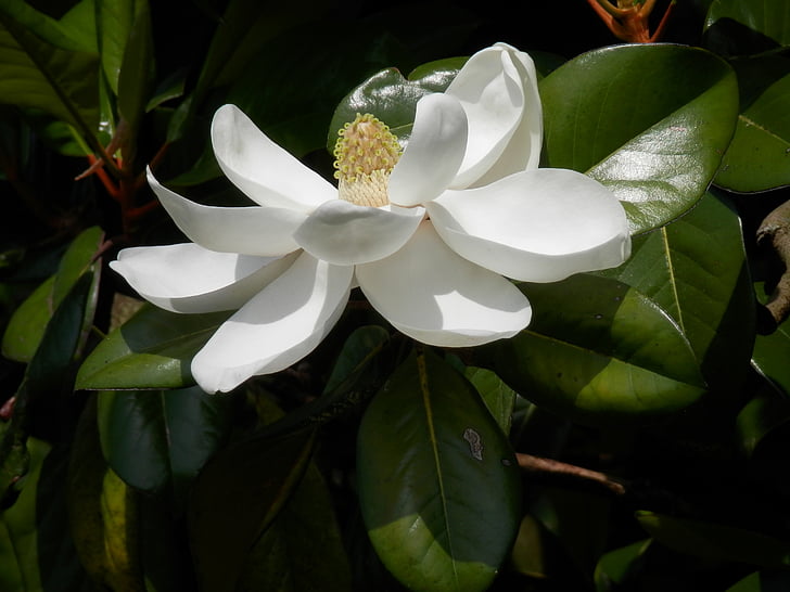southern magnolia, magnolia grandiflora, tree, flower, white, large, bloom