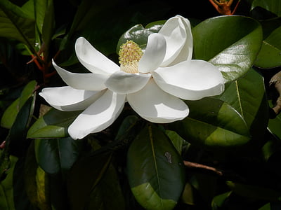 Južni magnolija, Magnolia grandiflora, drvo, cvijet, bijeli, veliki, cvatu