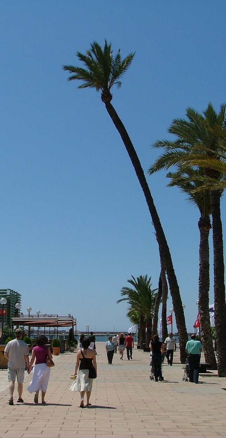 Spanien, Palm tree, lutande, heta, soligt, havet, Sand