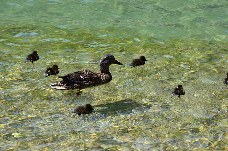 鸭子家庭, 湖, 鸟, 水, 家禽, 鸭妈妈, 可爱