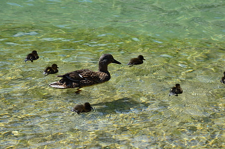 duck family, lake, bird, water, poultry, duck mother, cute