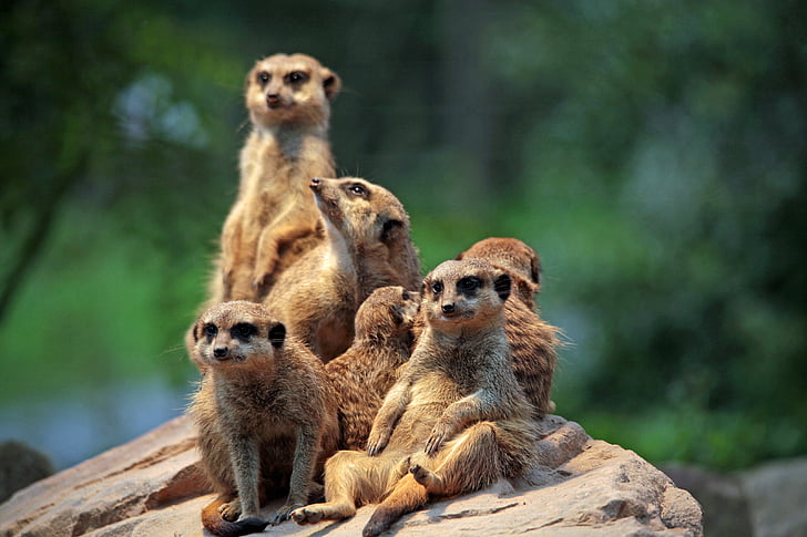 meerkat, zoo, sit, curious, watch, group picture, animal
