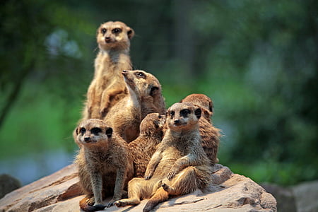 meerkat, 동물원, 앉아, 호기심, 시계, 그룹 사진, 동물