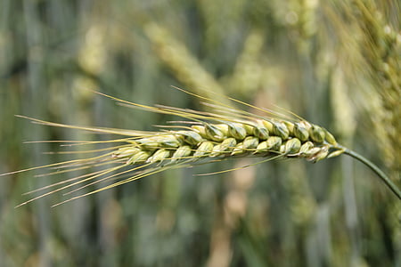 korn, markafgrøder, landbrug, korn, felt, majsmarken, høst