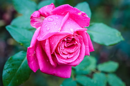 flora, color de rosa, gotas, plantas, rosa, naturaleza, flor color de rosa-