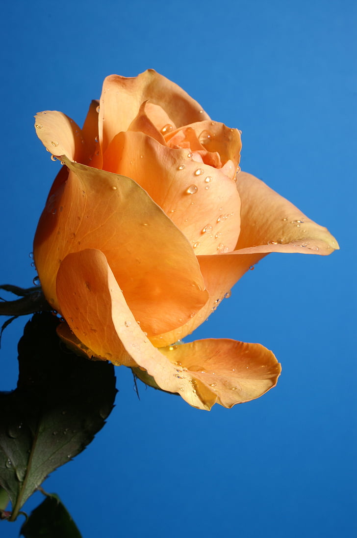 Rose, oranžna, nebo