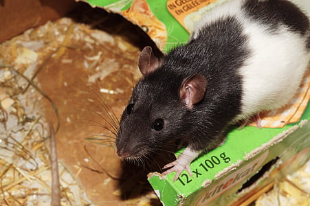 Крыса, домашнее животное, Кейдж, питание, Главный нос, мужчины, черный и белый