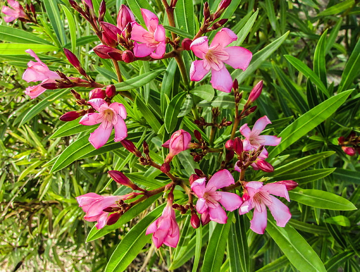 kukat, kevään, Puutarha, Blossom, vaaleanpunainen, Protaras, Kypros