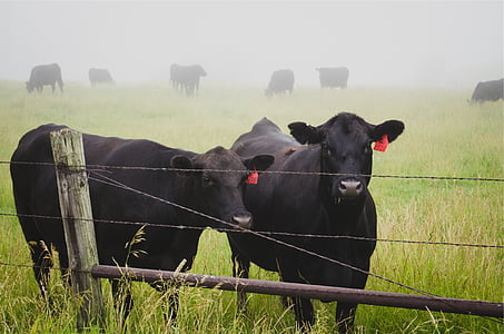 hai, màu đen, gia súc, cỏ, lĩnh vực, con bò, động vật