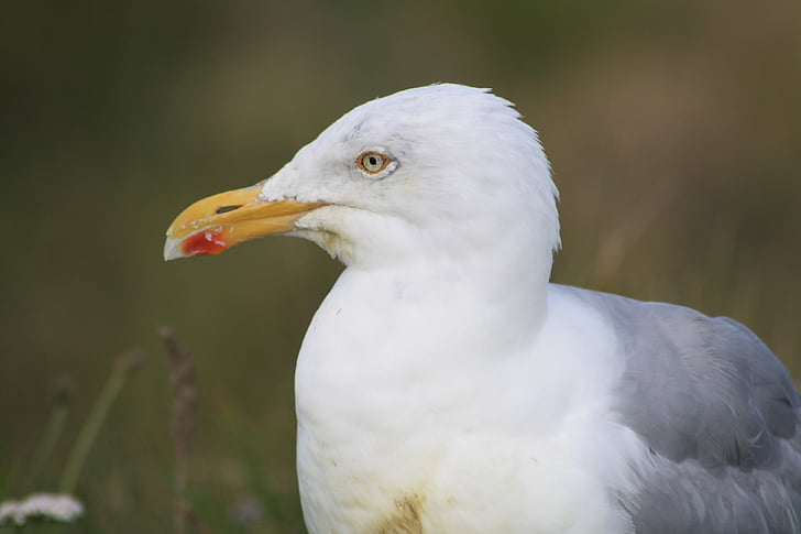 herring gull, bill, bird, seevogel, yellow, white, gulls