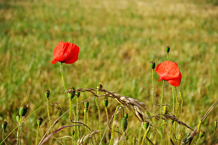 flowers, poppies, nature, green, red, red flowers, bloom